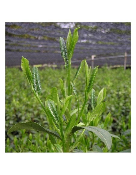 Tencha Samidori