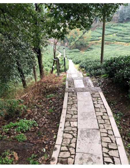 Xi Hu Long Jing DOC
